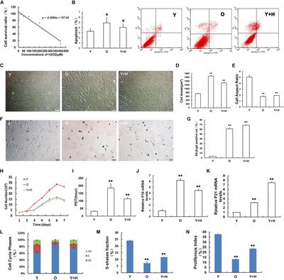 Sirt3 Attenuates Oxidative Stress Damage and Rescues Cellular Senescence in Rat Bone Marrow Mesenchymal Stem Cells by Targeting Superoxide Dismutase 2